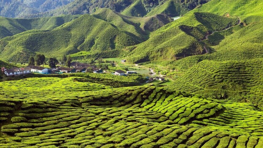 Singapore to Malaysia Real Food Adventure