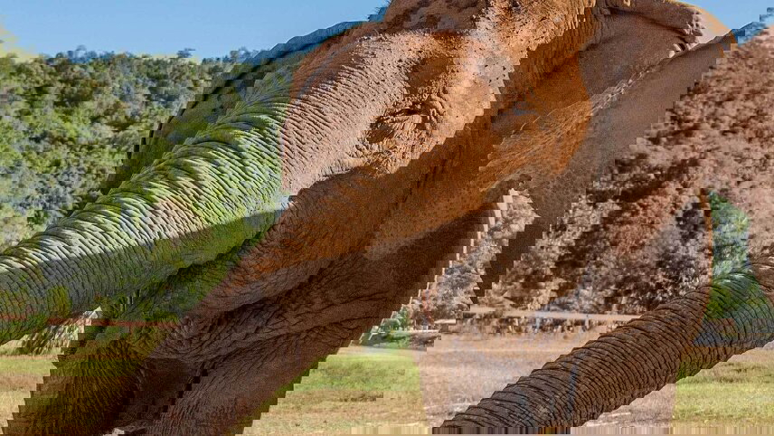 Chiang Mai & Elephant Experience