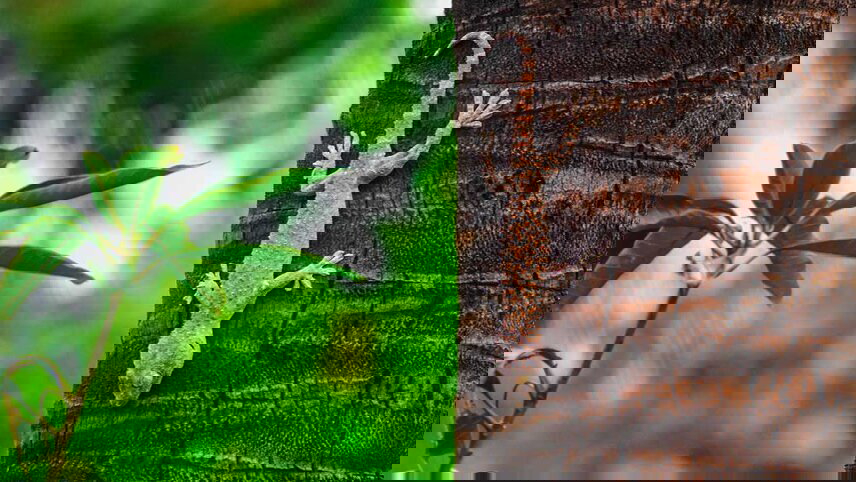 Thailand Hilltribe Trek