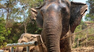 8 Day Explore Northern Thailand (Intrepid)