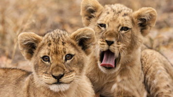 4 Day Kruger Lodge Experience (Intrepid)