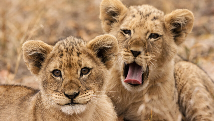 Kruger Lodge Experience
