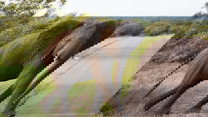 Kruger & Cape Town Short Break by Plane