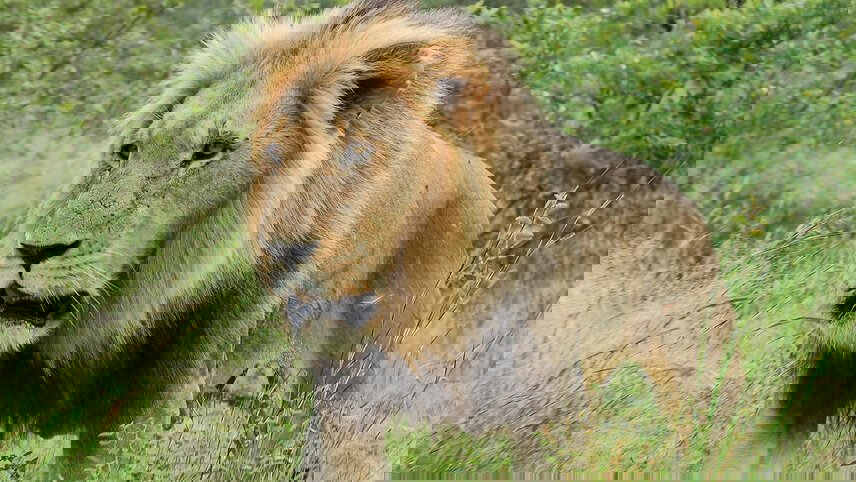 Kruger & Cape Town Short Break by Plane