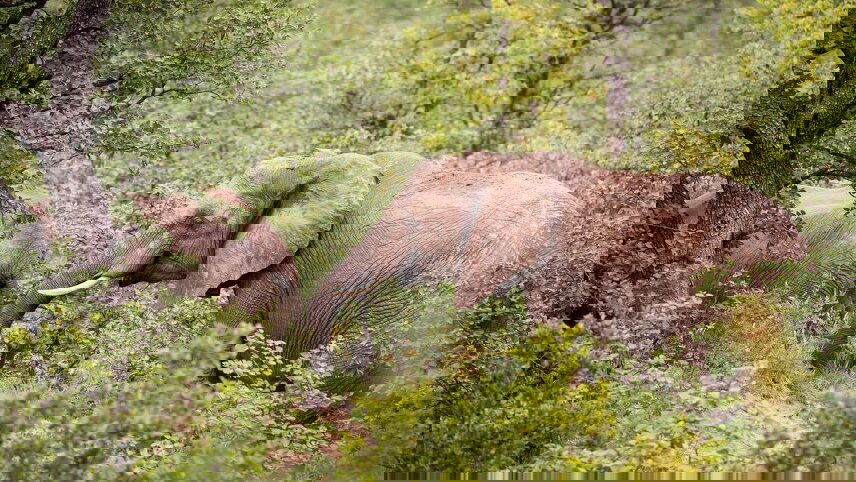 Kruger Lodge Experience