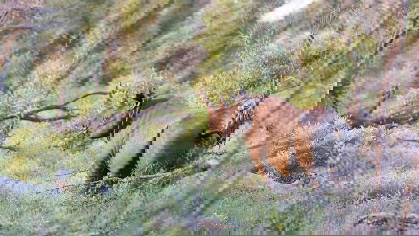 Kruger Lodge Experience