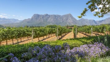 5 Day Cape Town & Winelands (Intrepid)