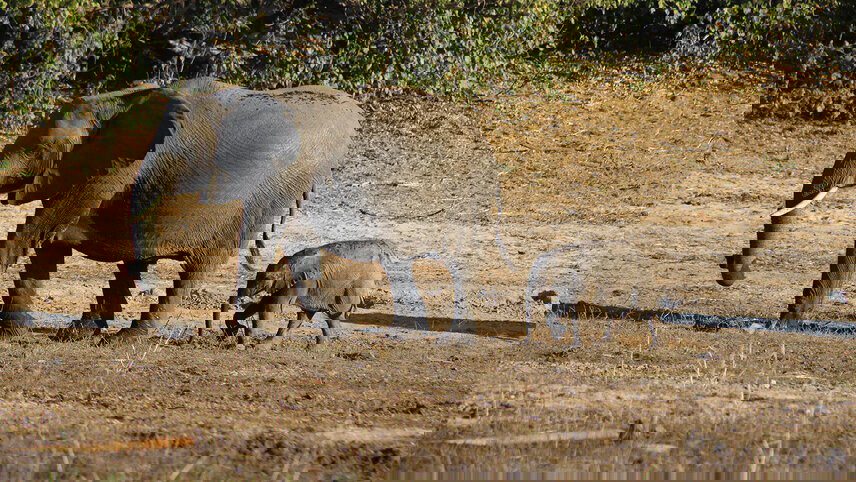 Chobe National Park Short Break