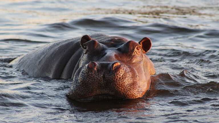 Chobe National Park Short Break