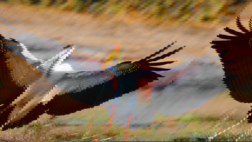 Chobe National Park Short Break