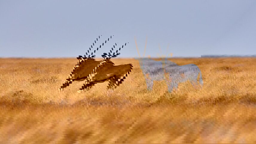 Amazing Southern Africa