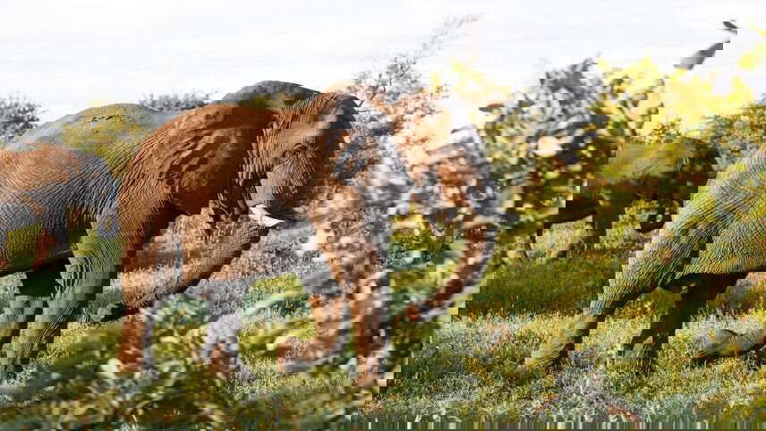 Southern Africa Highlights