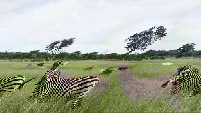 Southern Africa Safari