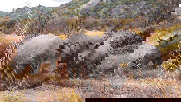 29 Day Johannesburg to Zanzibar (Intrepid)