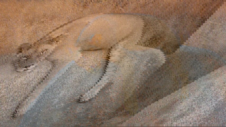 Johannesburg to Zanzibar