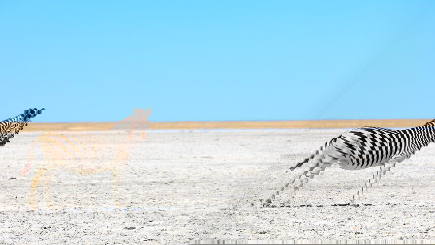 Johannesburg to Gorillas