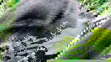 52 Day Johannesburg to Gorillas (Intrepid)