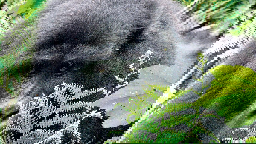 Johannesburg to Gorillas