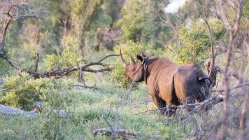 9 Day Kruger & Coast (Intrepid)