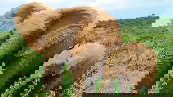 14 Day Garden Route Adventure (Intrepid)