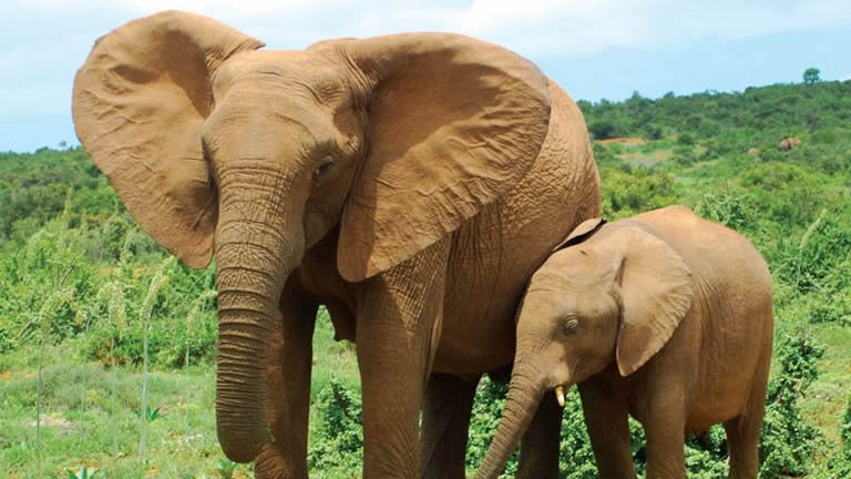 Garden Route Adventure