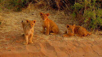 10 Day Okavango Experience (Intrepid)