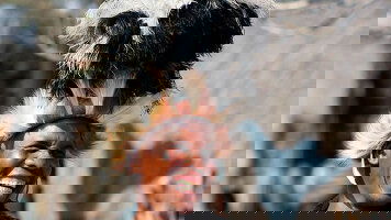 22 Day Kruger, Coast & Cape (Intrepid)