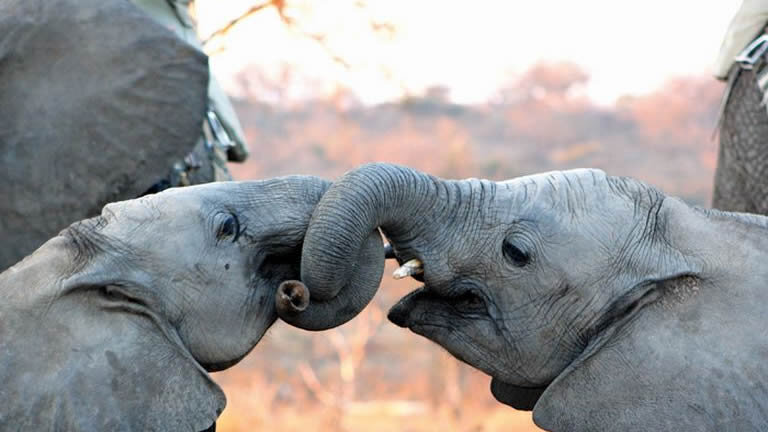 Kruger, Coast & Cape