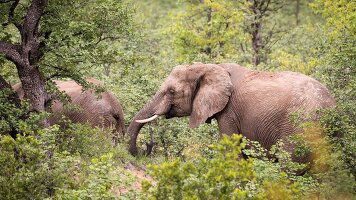 8 Day Premium Southern Africa (Intrepid)