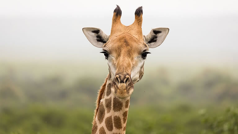 Premium Southern Africa