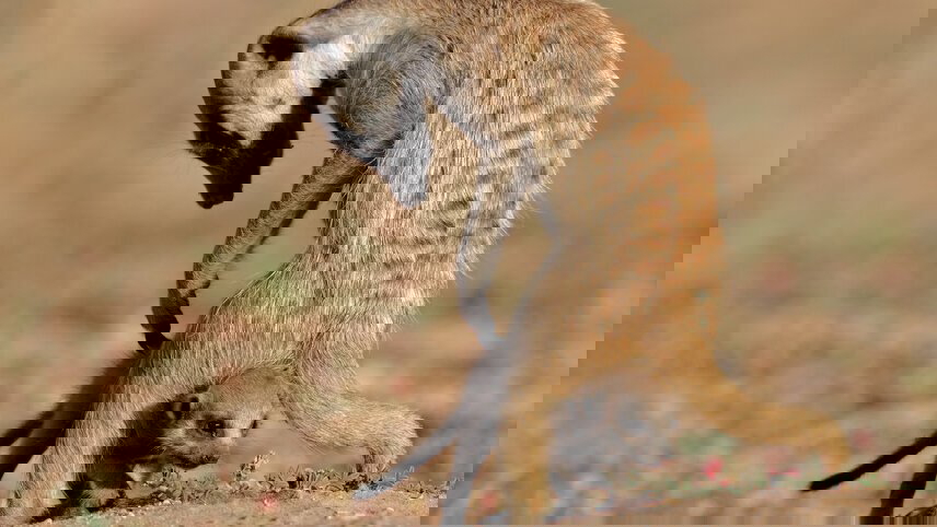 Premium Southern Africa in Depth