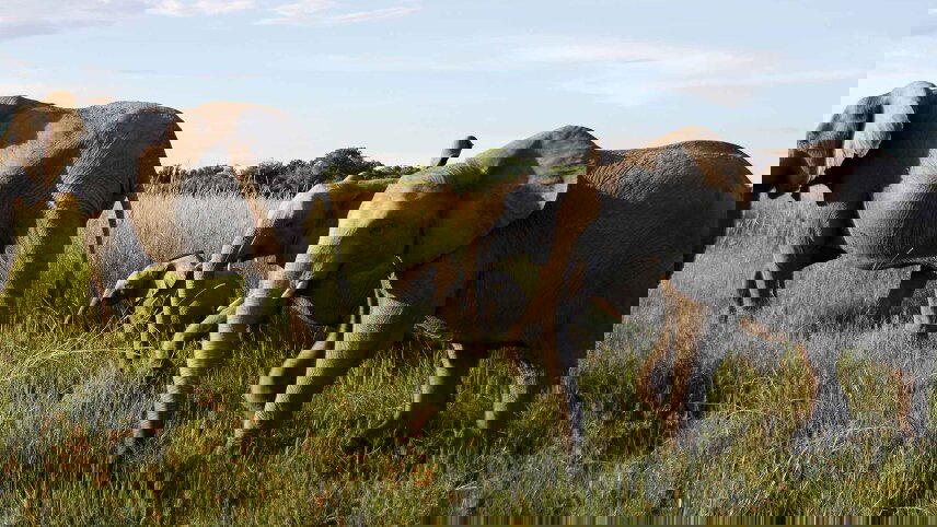 Premium Southern Africa in Depth