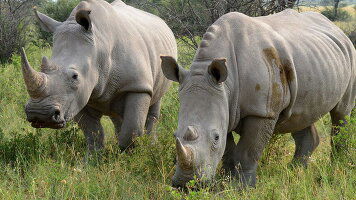 9 Day Botswana Highlights (Intrepid)