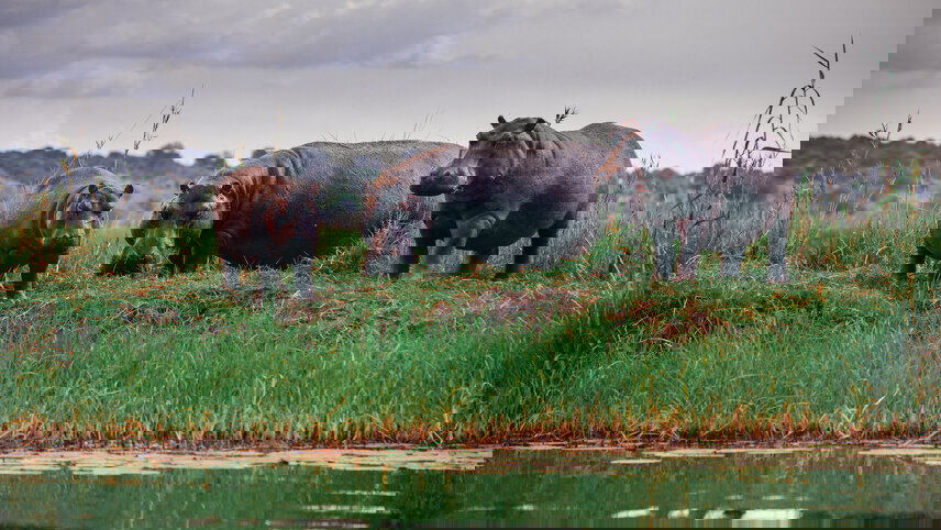 Real Southern Africa