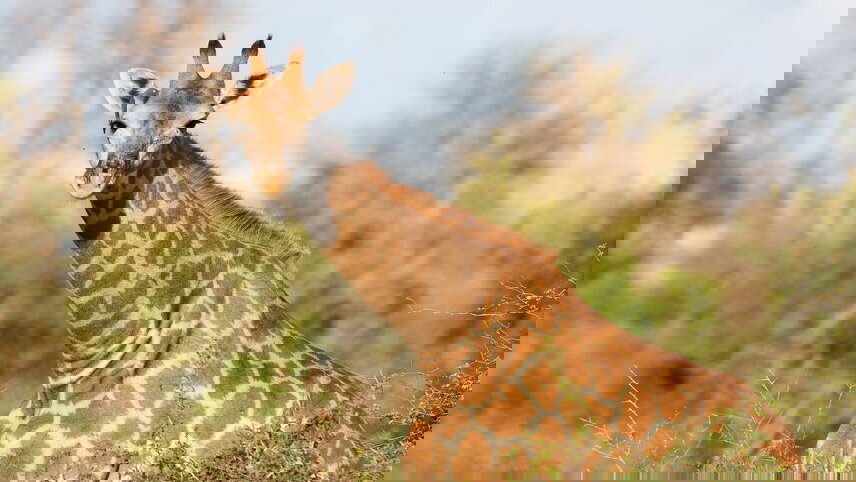 Real Southern Africa