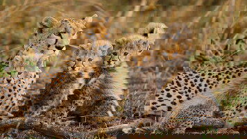 17 Day Real Southern Africa (Intrepid)