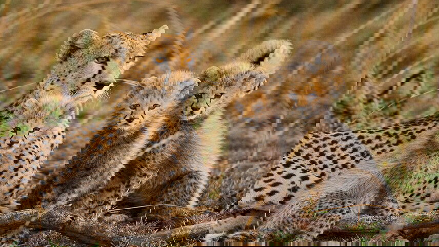 Real Southern Africa