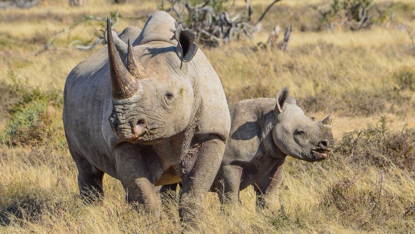 Botswana Family Safari Comfort