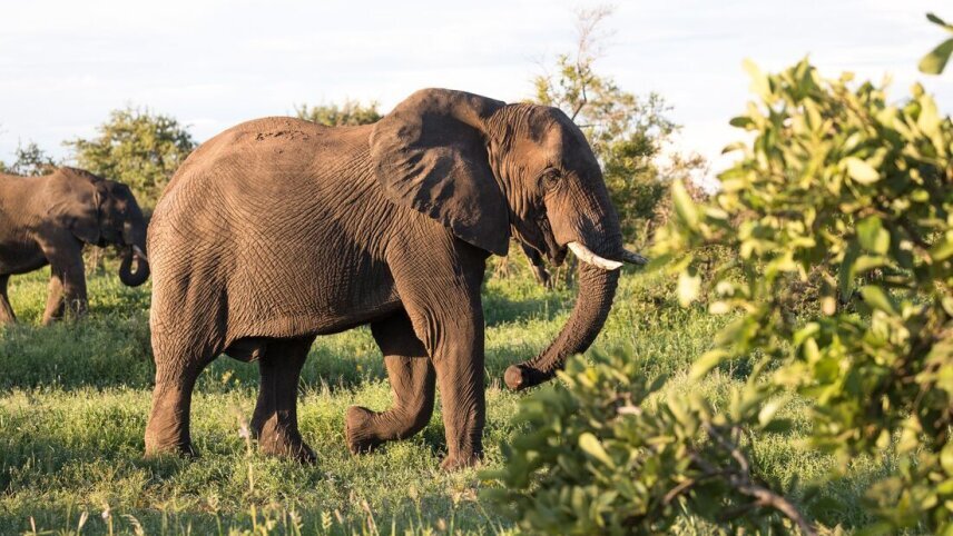 Best of Southern Africa Family Safari Comfort