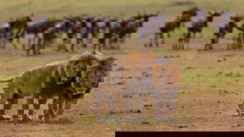 49 Day Cape Town to Kenya (Intrepid)