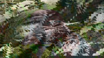 64 Day Africa Encompassed Northbound (Intrepid)