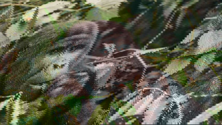 Africa Encompassed Northbound