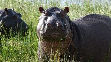 9 Day Okavango & Beyond (Intrepid)
