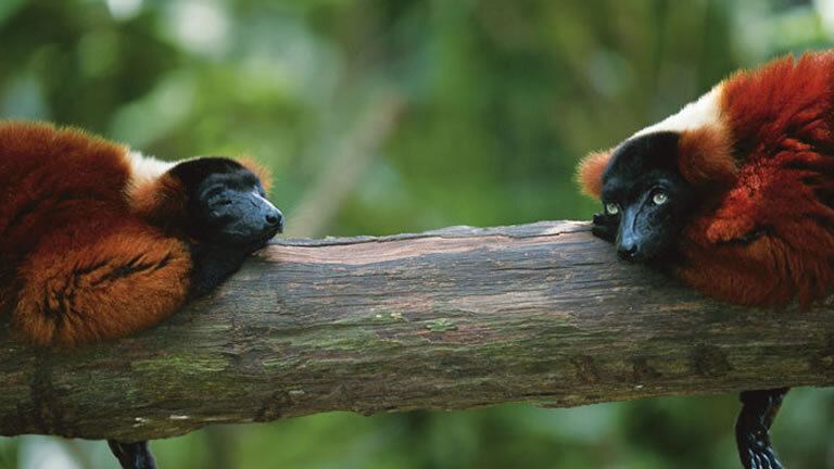 Madagascar Adventure