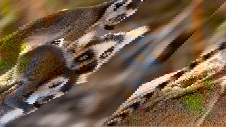 Madagascar Baobabs & Beyond