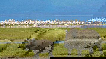 9 Day Essential African Safari (Intrepid)