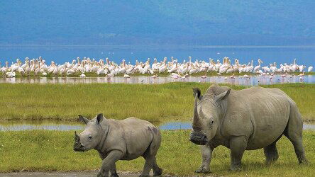 9 Day Essential African Safari (Intrepid Travel)