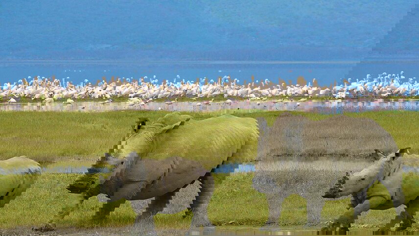 Essential African Safari