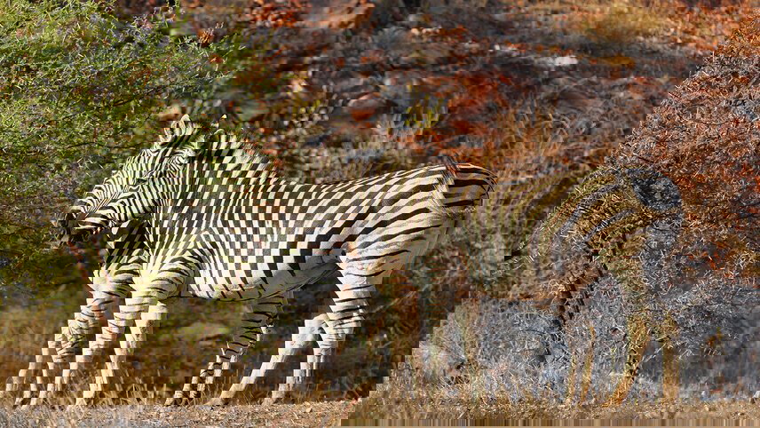 Essential African Safari