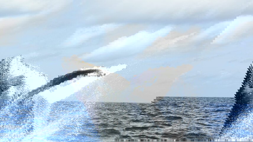 Comoros: Wildlife Expedition